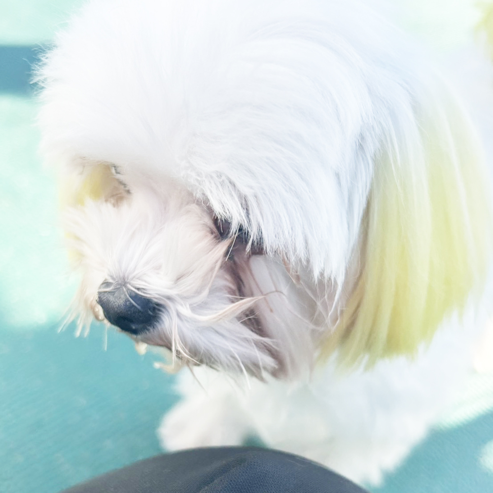 生徒が撮影したモデル犬♪②